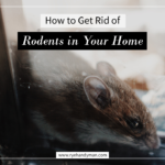 how-to-get-rid-of-rodents-in-your-home