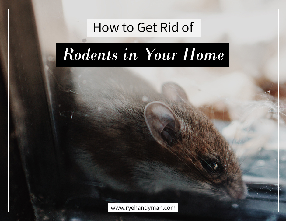 how-to-get-rid-of-rodents-in-your-home