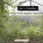 joe’s-garden:-what-to-do-august-–-november